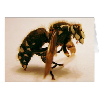 Stinger 16 hälsningskort