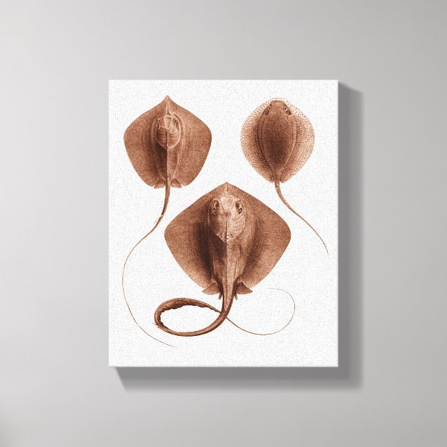 Stingray #1 Wrapped Canvas Wall Art (Framsida)