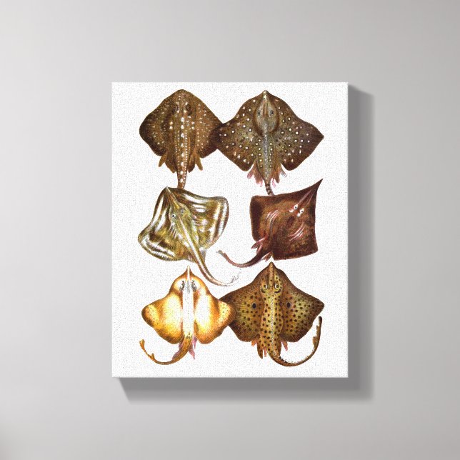 Stingray #3 Wrapped Canvas Art (Framsida)