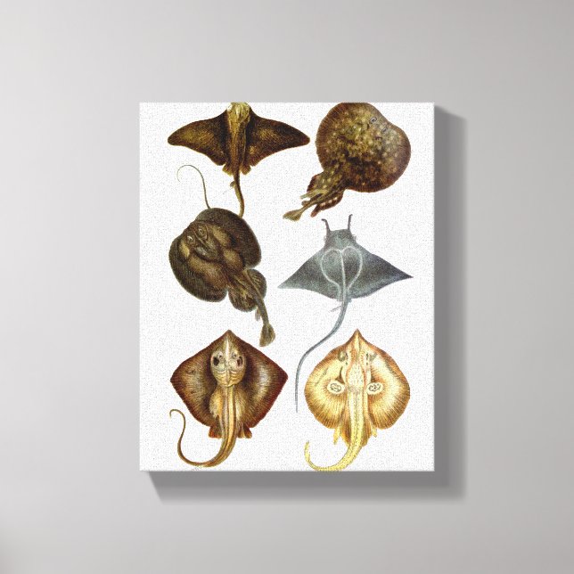 Stingray #4 Wrapped Canvas Wall Decor (Framsida)