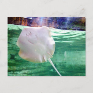 Stingray "Ansikte", Dubai Vykort