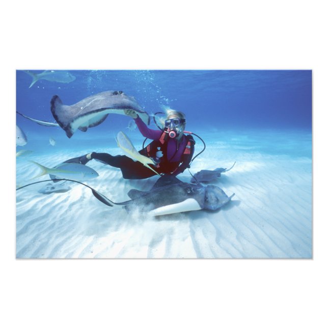 Stingray City, Grand Cayman, Caymanöarna Fototryck (Framsidan)