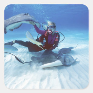 Stingray City, Grand Cayman, Caymanöarna, Fyrkantigt Klistermärke