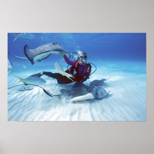 Stingray City, Grand Cayman, Caymanöarna Poster (Framsidan)