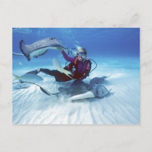 Stingray City, Grand Cayman, Caymanöarna, Vykort