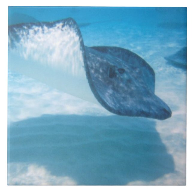 Stingray i det karibiskt kakelplatta (Framsidan)