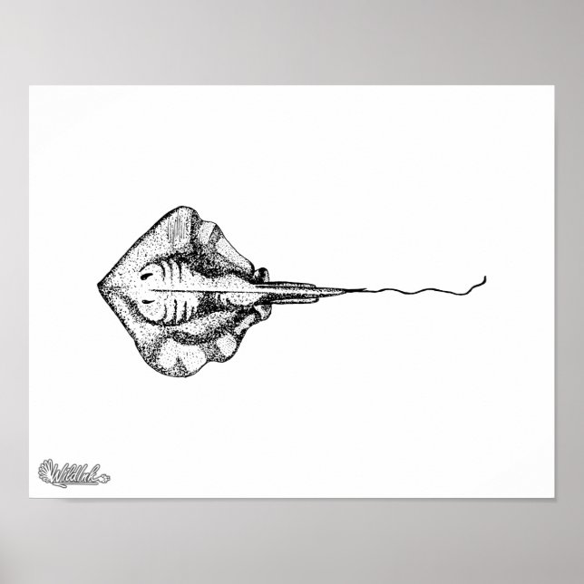 Stingray Illustration Poster (Framsidan)