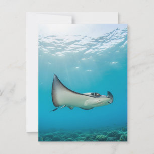 Stingray in Grand Cayman Travel Vykort