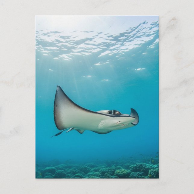 Stingray in Grand Cayman Travel Vykort (Framsida)