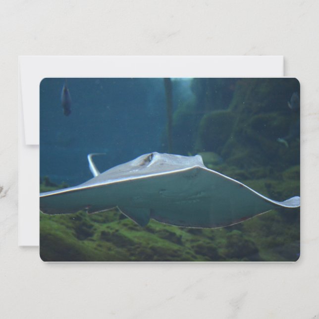 Stingray Inbjudningar (Framsida)