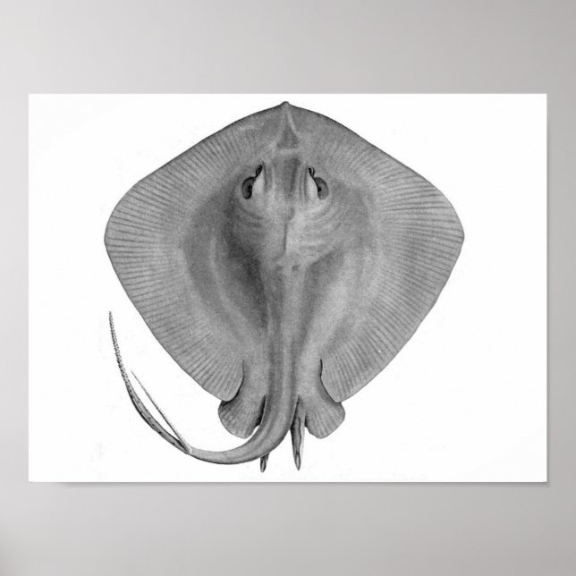 Stingray kort-svan (Dasyatis brevicaudata) Poster (Framsidan)