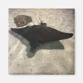 Stingray Magnet