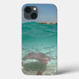 Stingray som är undervattens- i Bora Bora