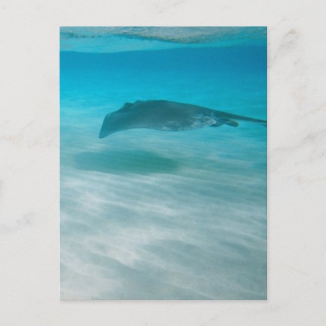 Stingray som kryssar omkring det karibiskt vykort (Framsida)