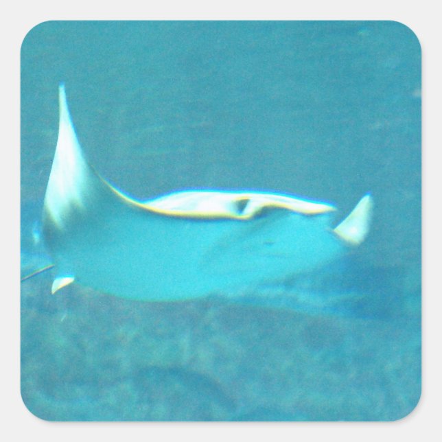 Stingray Stickers Fyrkantigt Klistermärke (Framsida)