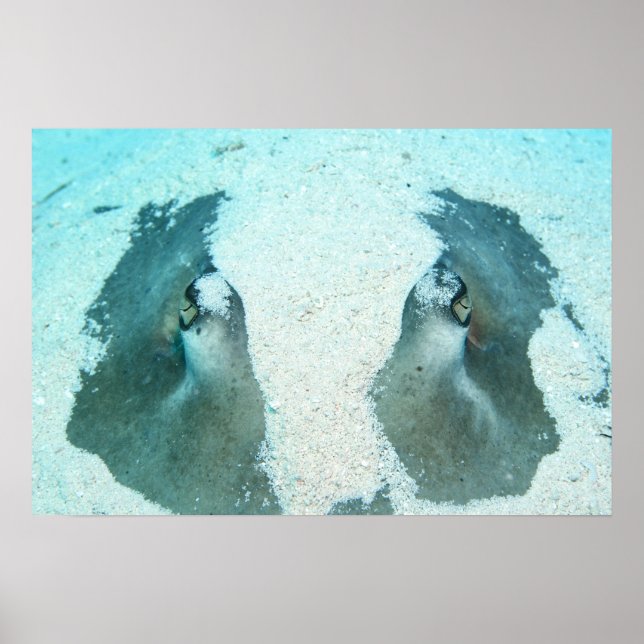 Stingray Up Close Poster (Framsidan)