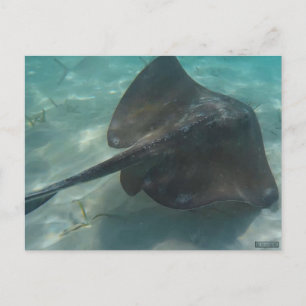 STINGRAY VYKORT
