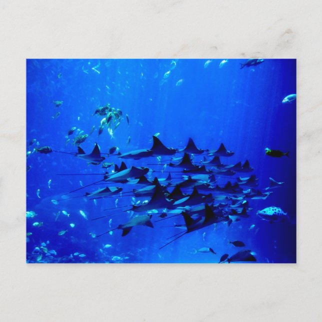 Stingray-vykort Vykort (Framsida)