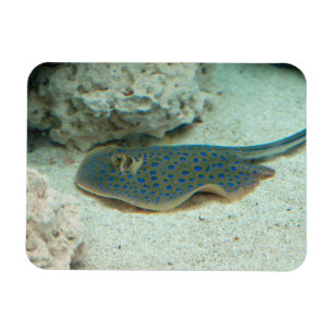 Stingrayblått Magnet