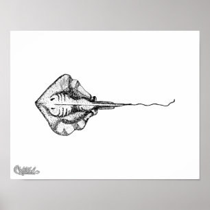 Stingrayillustration Poster