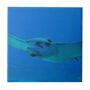 Stingraysimning under vatten kakelplatta