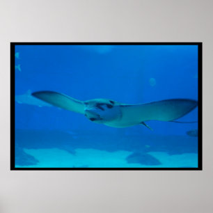 Stingraysimning under vatten poster
