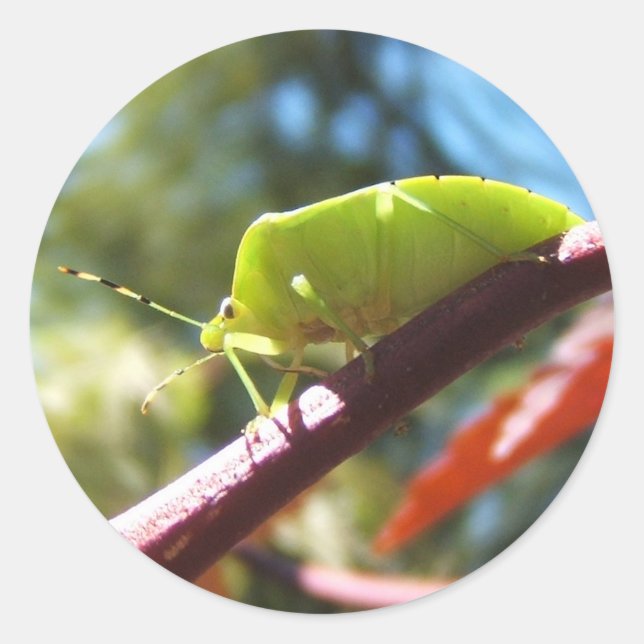 Stink kryp 216 ~-dekal runt klistermärke (Framsida)