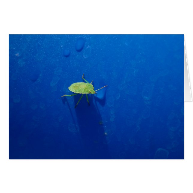 Stink kryp hälsningskort (Framsidan Horizontal)