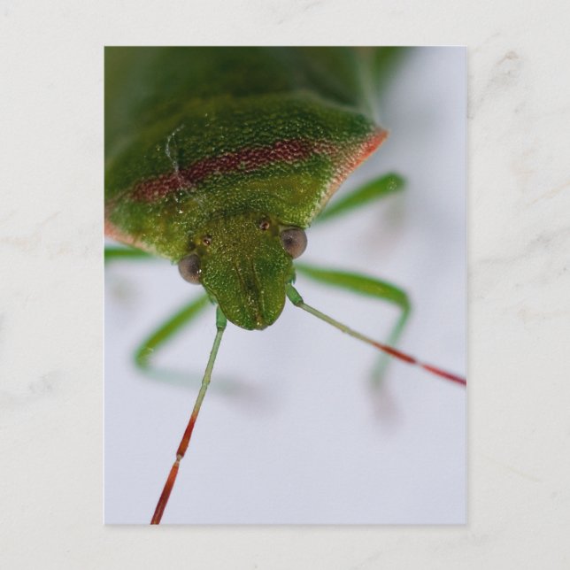 Stink Öga vykort (Framsida)