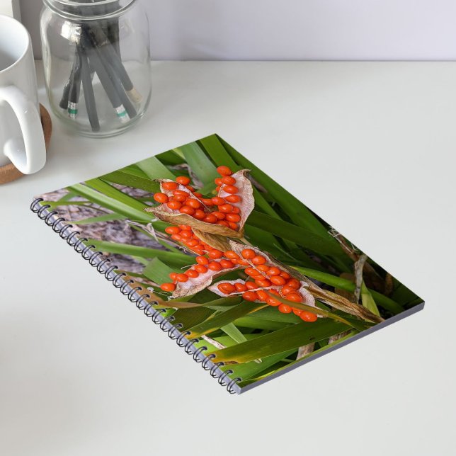 Stinkande Iris Orangefröbalgkapslar Foto Anteckningsbok (In Situ)