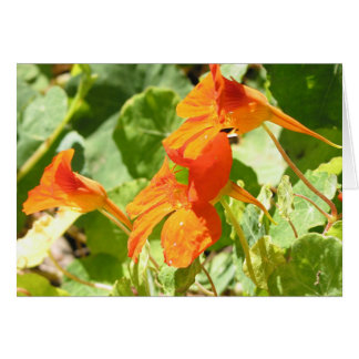 Stinson Nasturtiums Hälsningskort
