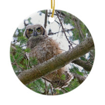 Stirra för babyuggla