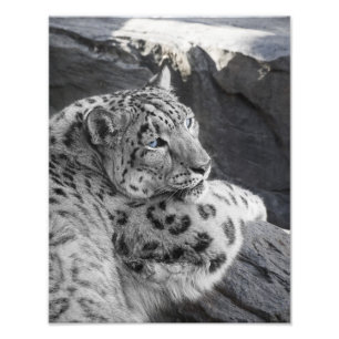 Stirrande för isig för snöLeopard Fototryck