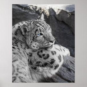 Stirrande för isig för snöLeopard Poster