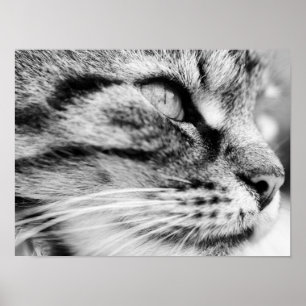 Stirrandet Poster