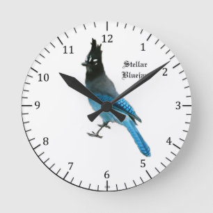 Stjärn- blått Jay tar tid på Rund Klocka