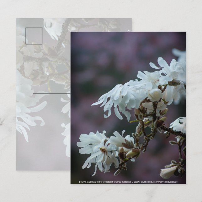 Stjärn-Magnolia 5780 Vykort (Fram/baksida)