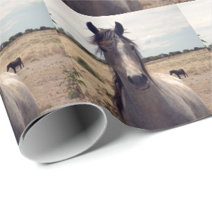 Stjärna Arabpony, svällande Papper Presentpapper