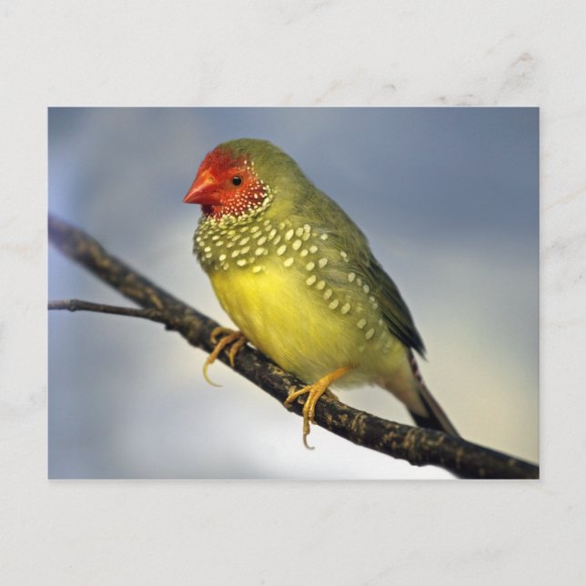 Stjärna Finch-vykort Vykort (Framsida)