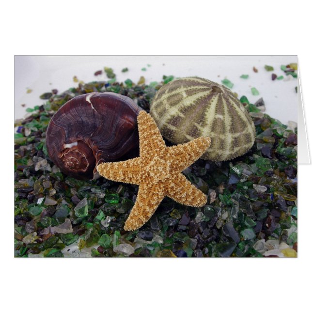 Stjärna - Fiskar, Snäcka och Urchin-kort Hälsningskort (Framsidan Horizontal)