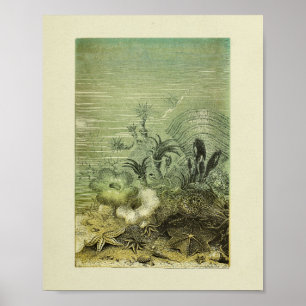 Stjärna Fiskmarin Life Färg Art Skriv ut Poster