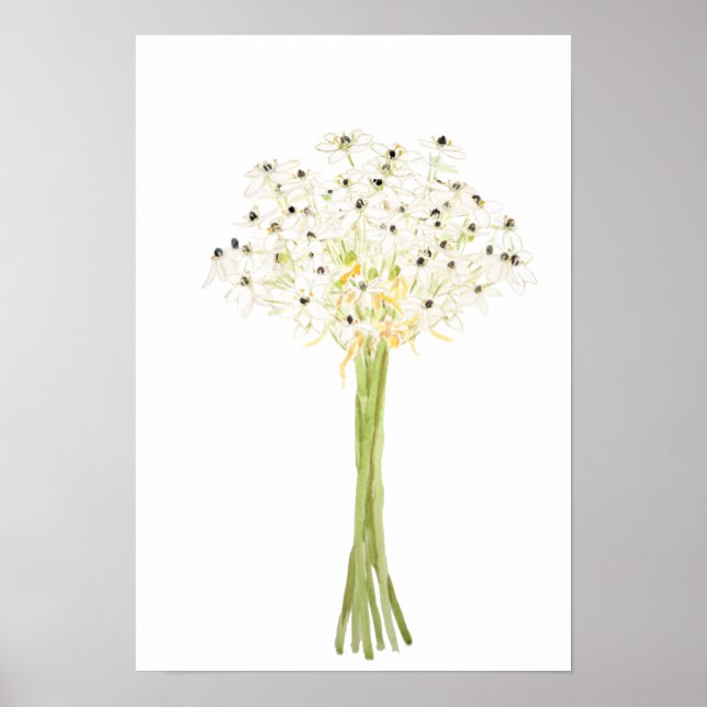 stjärna i Bethlehem-blommans vattenfärg Poster (Framsidan)