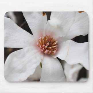 Stjärna Magnolia Mouse Pad Musmatta
