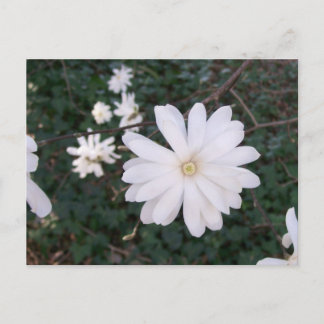 Stjärna Magnolia-vykort Vykort