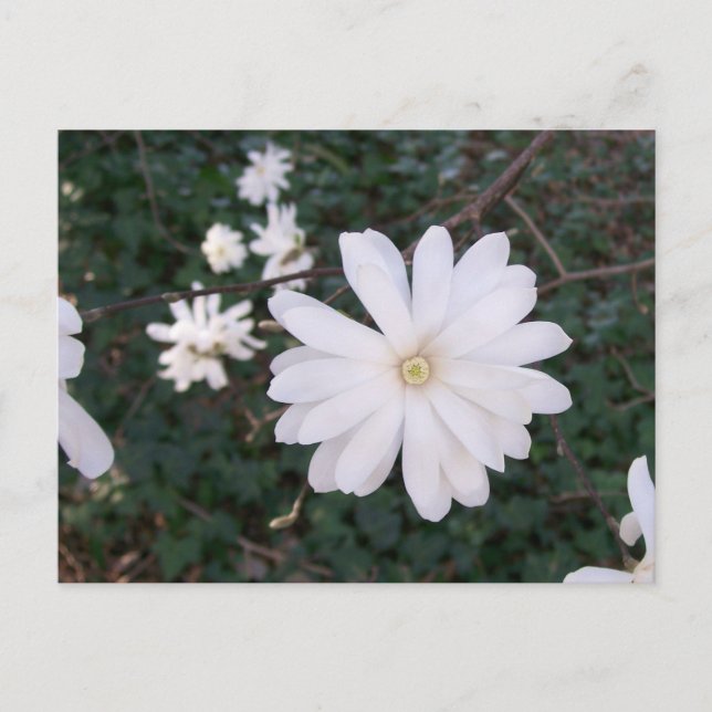 Stjärna Magnolia-vykort Vykort (Framsida)