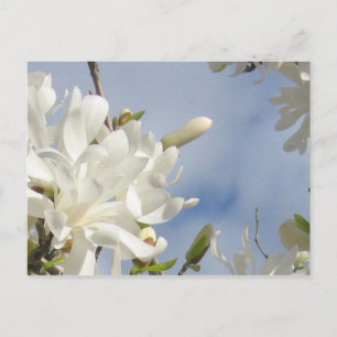 Stjärna Magnolia-vykort Vykort