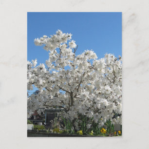 Stjärna Magnolia-vykort Vykort
