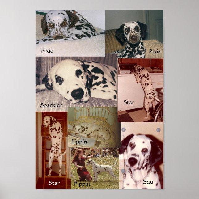 Stjärna, Pippin, Sparkler och Pixie Poster (Framsidan)