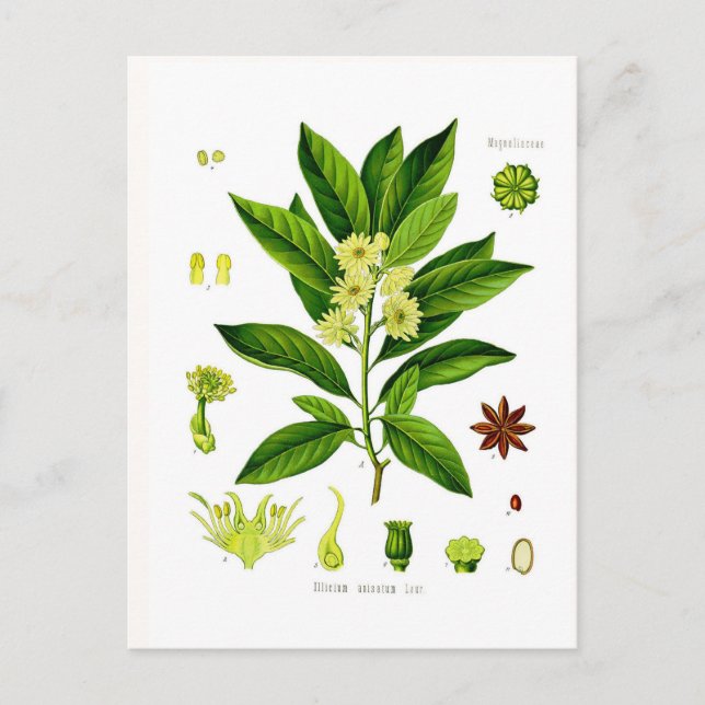 Stjärnaanise Vykort (Framsida)