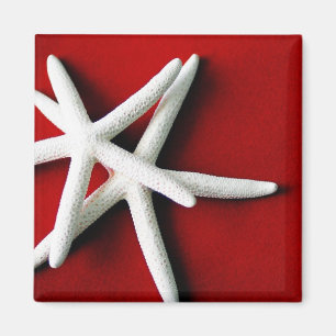 Stjärnafiskmagnet Magnet